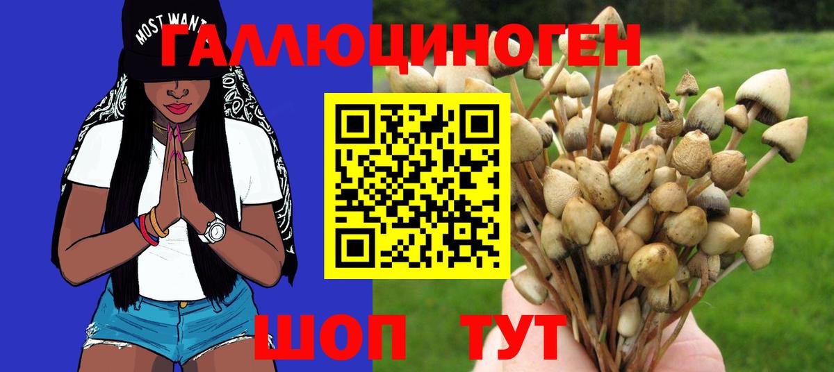 Псилоцибиновые грибы Psilocybe Канаш